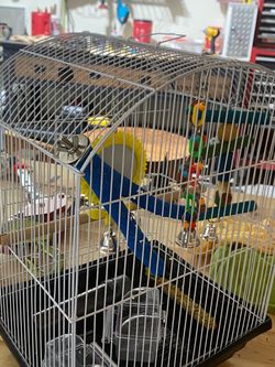 Bird Cage with Perches and Toys