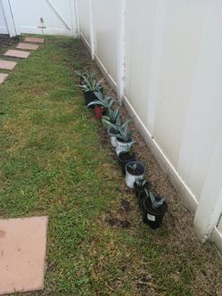Blue Agave and Variado Agave