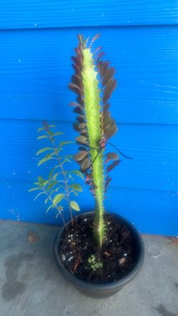 Planta succulenta