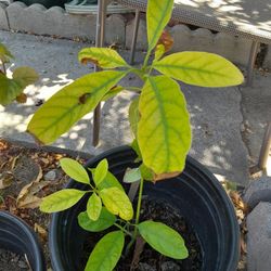 Mango 