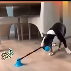 Interactive dog sucker push TPR ball toy.


