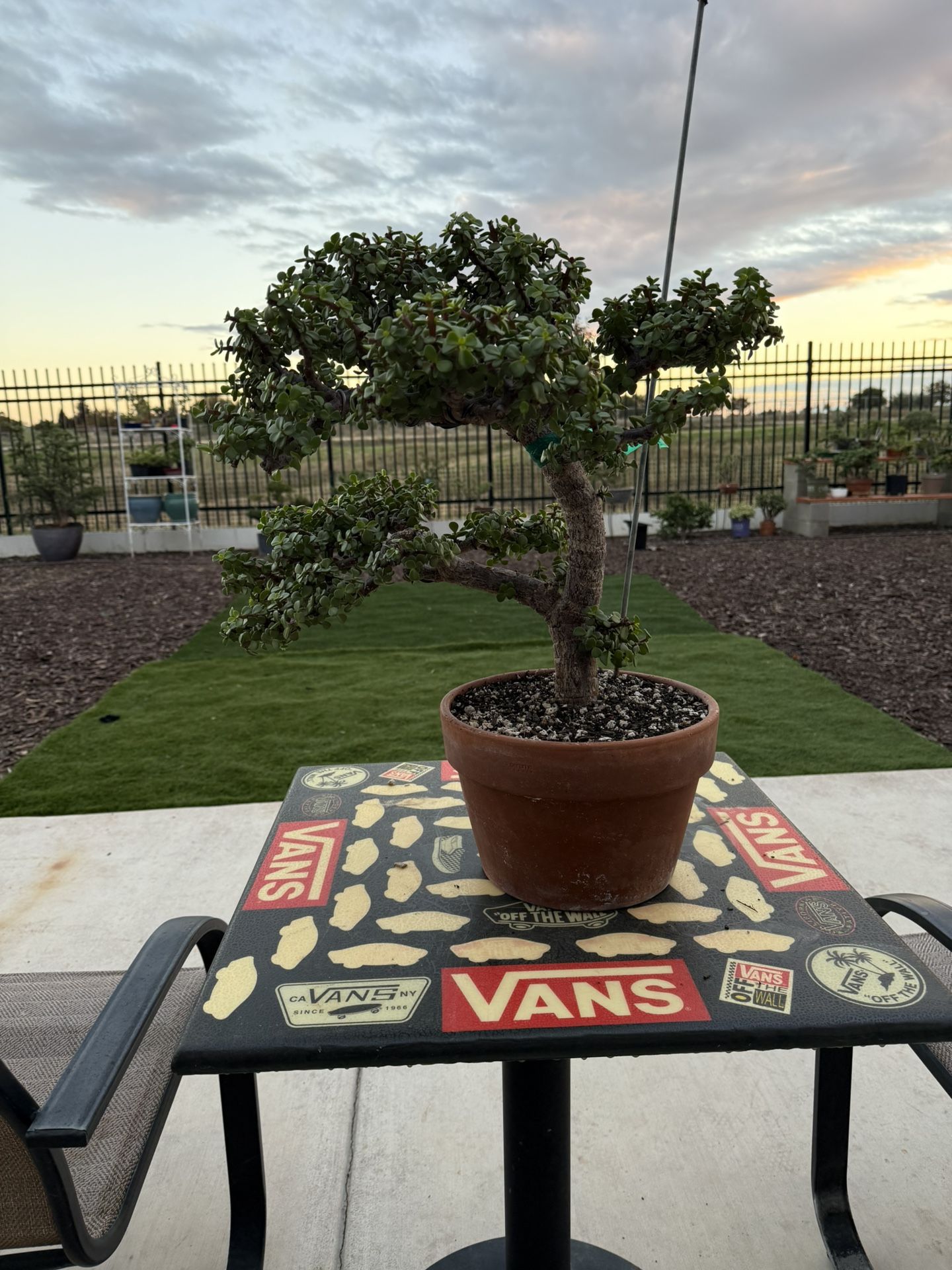 Portulacaria Afra / Elephant Bush