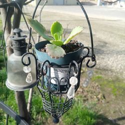 Planta madre De Mil Hijos 