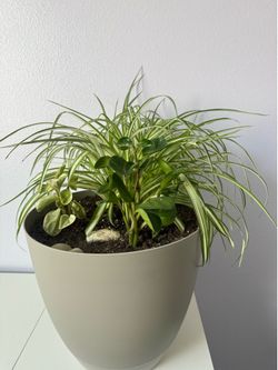 Plants