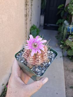 Blooming Gymnocalycium Cactus $15