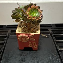 Korean Succulent 