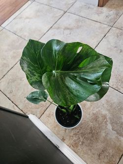 Monstera Bulbasaur