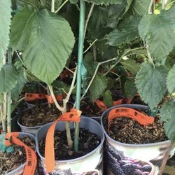 Mulberry 1 Gallon Fully Grown Plant Self Fertile