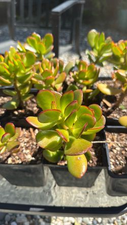 Jade Plants
