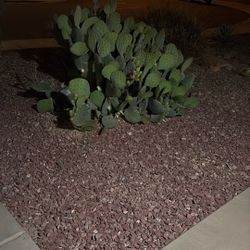 Cactus cuttings FREE