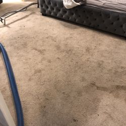 Carpet Cleaner 