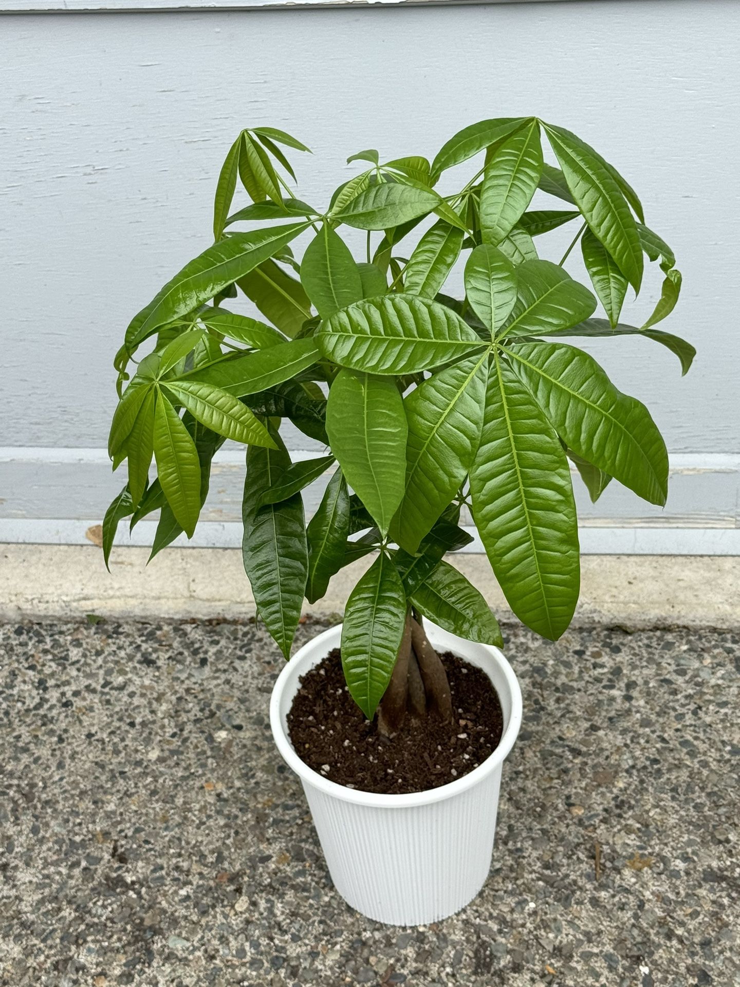 Money Tree Indoor Plant