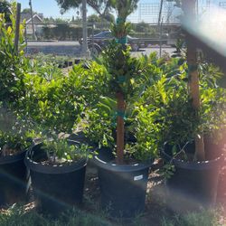 Ficus