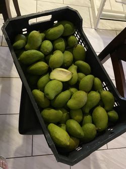 Mango verde tierno $10 la libra