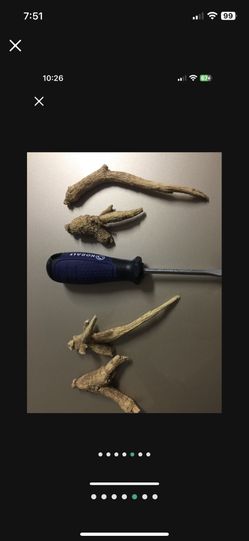 Ginseng WI Wausau 3 Yrs  Cultivated 