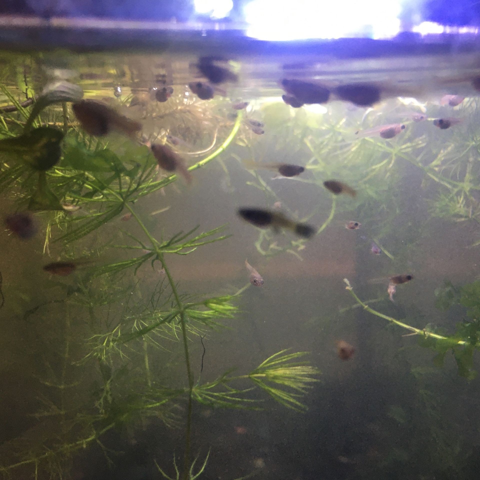 Floating Plants 🌱 Or guppy Fry For Aquarium