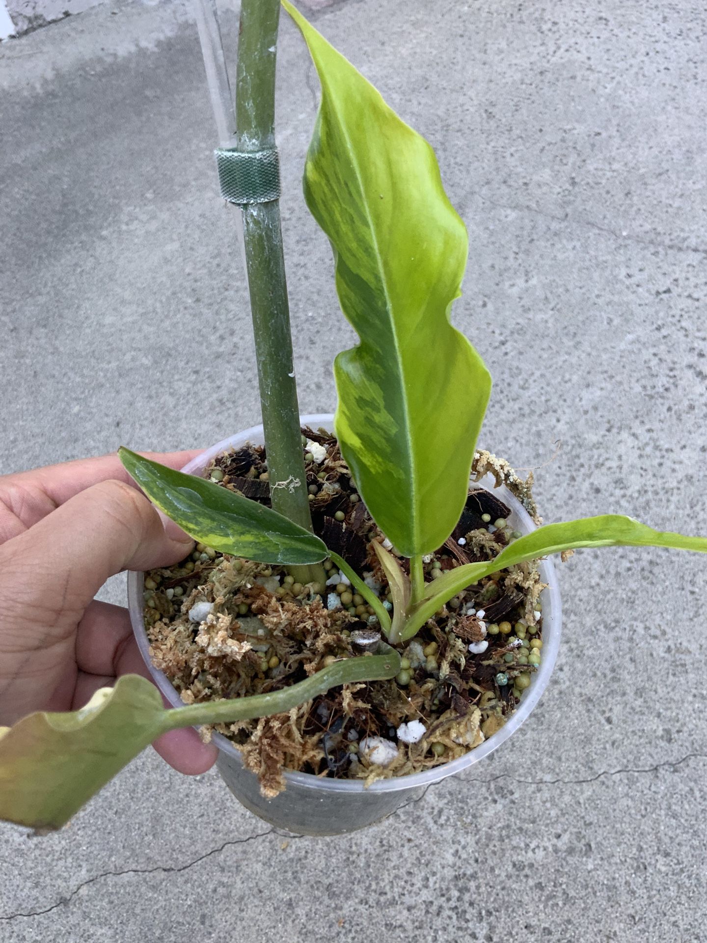 Philodendron Caramel Marble Variegated Sprouted Mid Cut Rooted