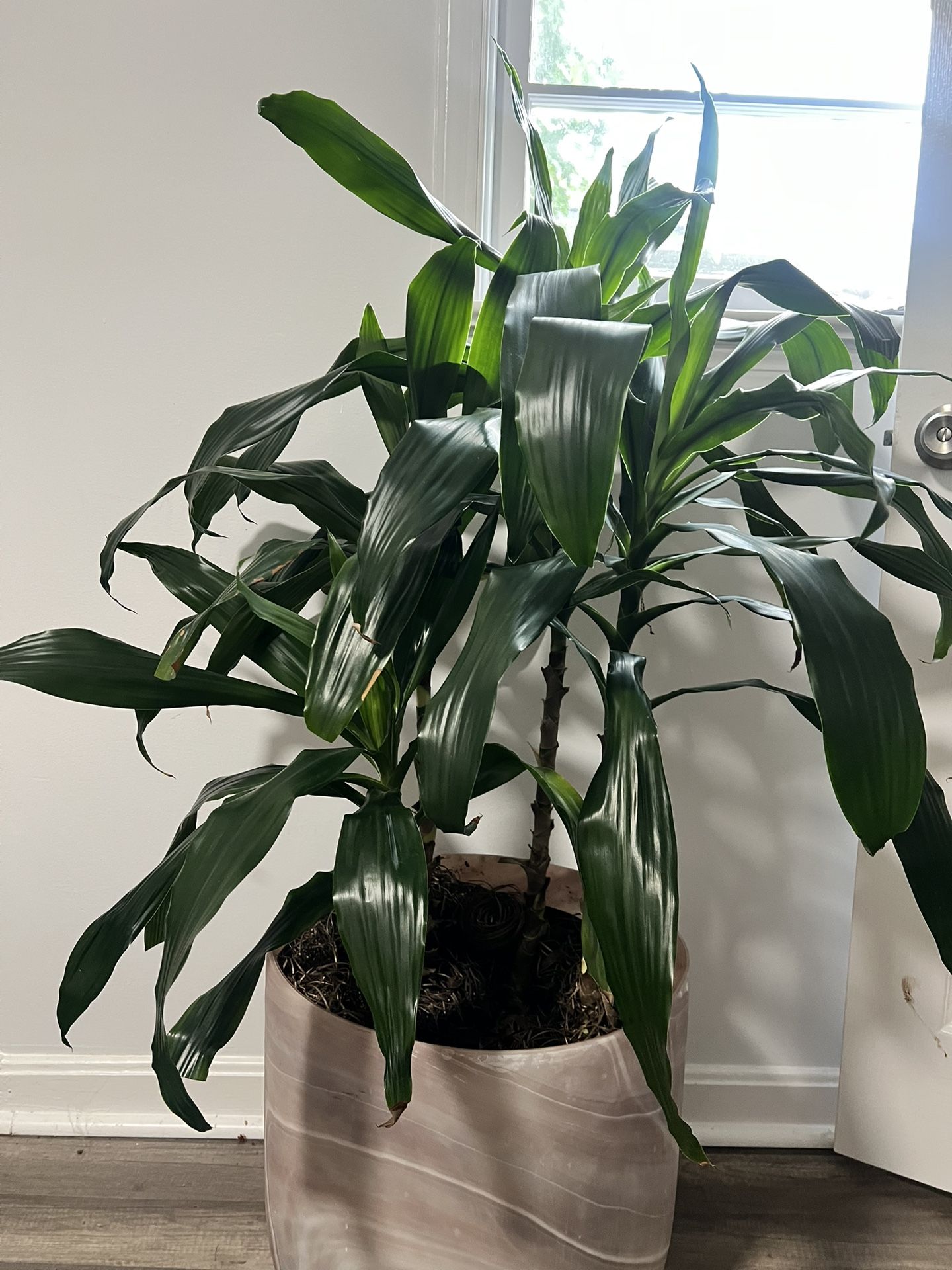 Corn Plant & Glass Planter