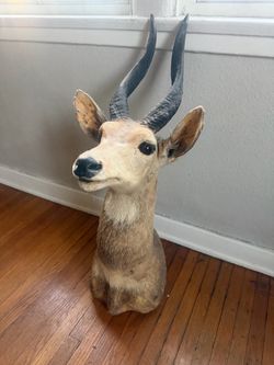 Vintage Taxidermy Wall Mount Impala Deer Head