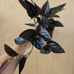 Syngonium Llano Carti 4"pot. 