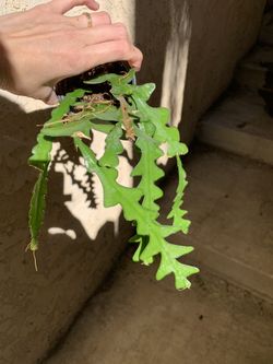 Zig zags ( orchid cactus)