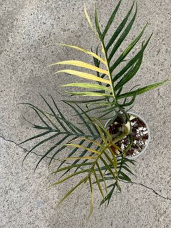 Philodendron Tortum Aurea