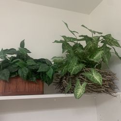 Silk Plant 