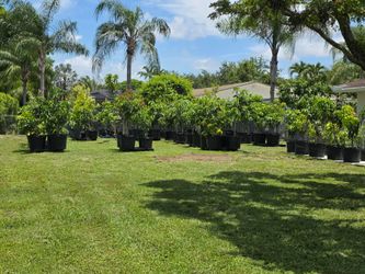 Grafted mango trees