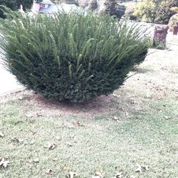 Free Bush- Evergreen 1 Left!