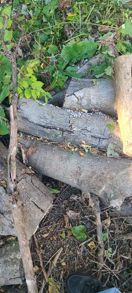 Free Oakwood Bonfire 