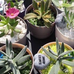 Cactus Y Suculentas En Hermosas Y Coloridas Macetas Cactus And Succulents In Beautiful And Colorful Pots 