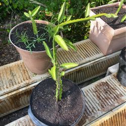 Dragon Fruit,plants,trees