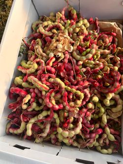 Guamuchiles Rojas
