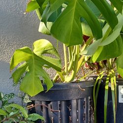 Plant