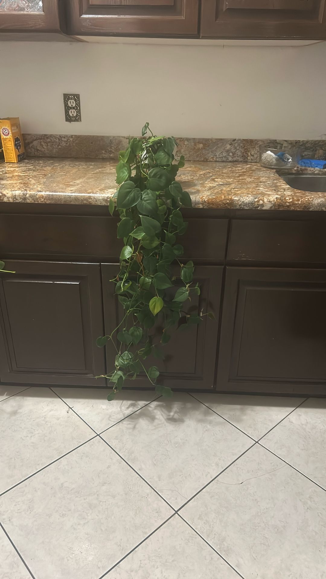 live plant in ceramic pot 