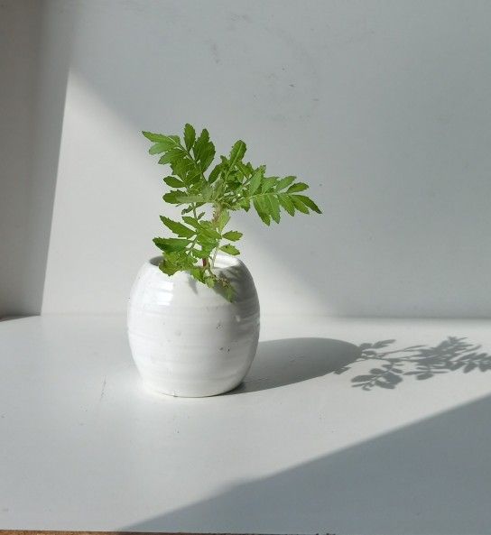 Lush Blooming Marigold plant/ Indoor Plant/ House Plant Flower Patio Garden