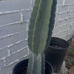 Peruvian apple cactus