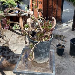 Succulent Plant