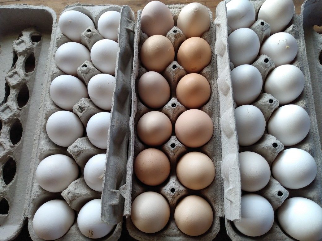 Organic eggs