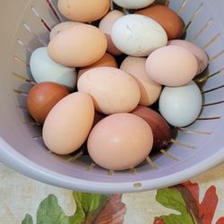Fresh Organic Eggs 🥚 