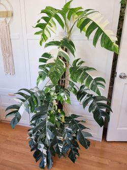 Albo Epipremnum house plant