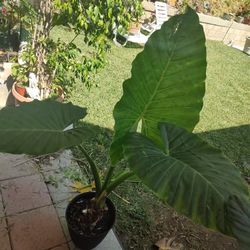 Beautiful Plant