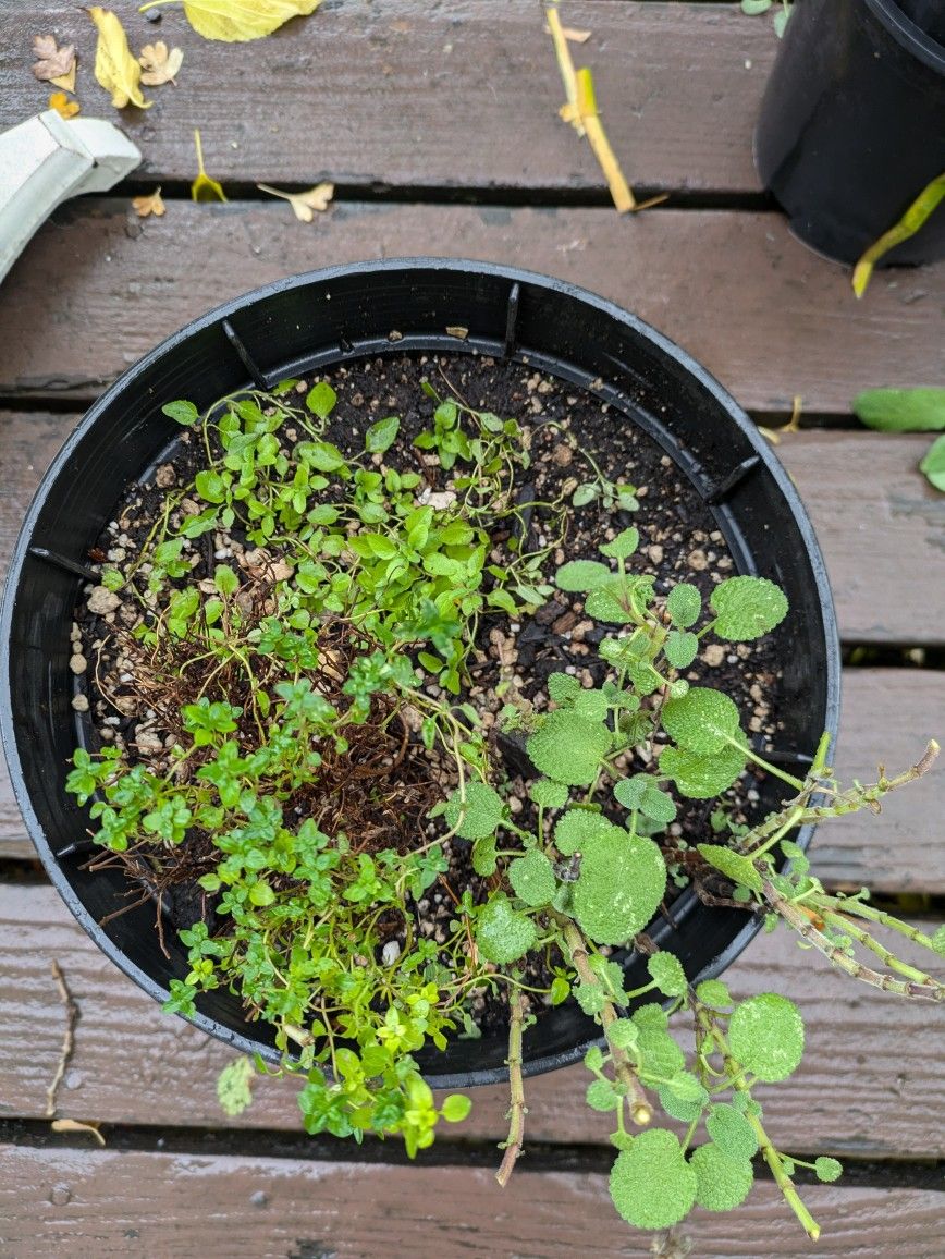 Thyme, Oregano, Sage
