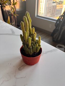 Houseplants (Fairy Castle Cactus & Money Tree)
