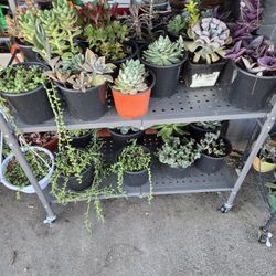 Succulents For Sale 
