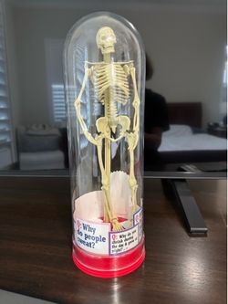 Skeleton Model and book for kids