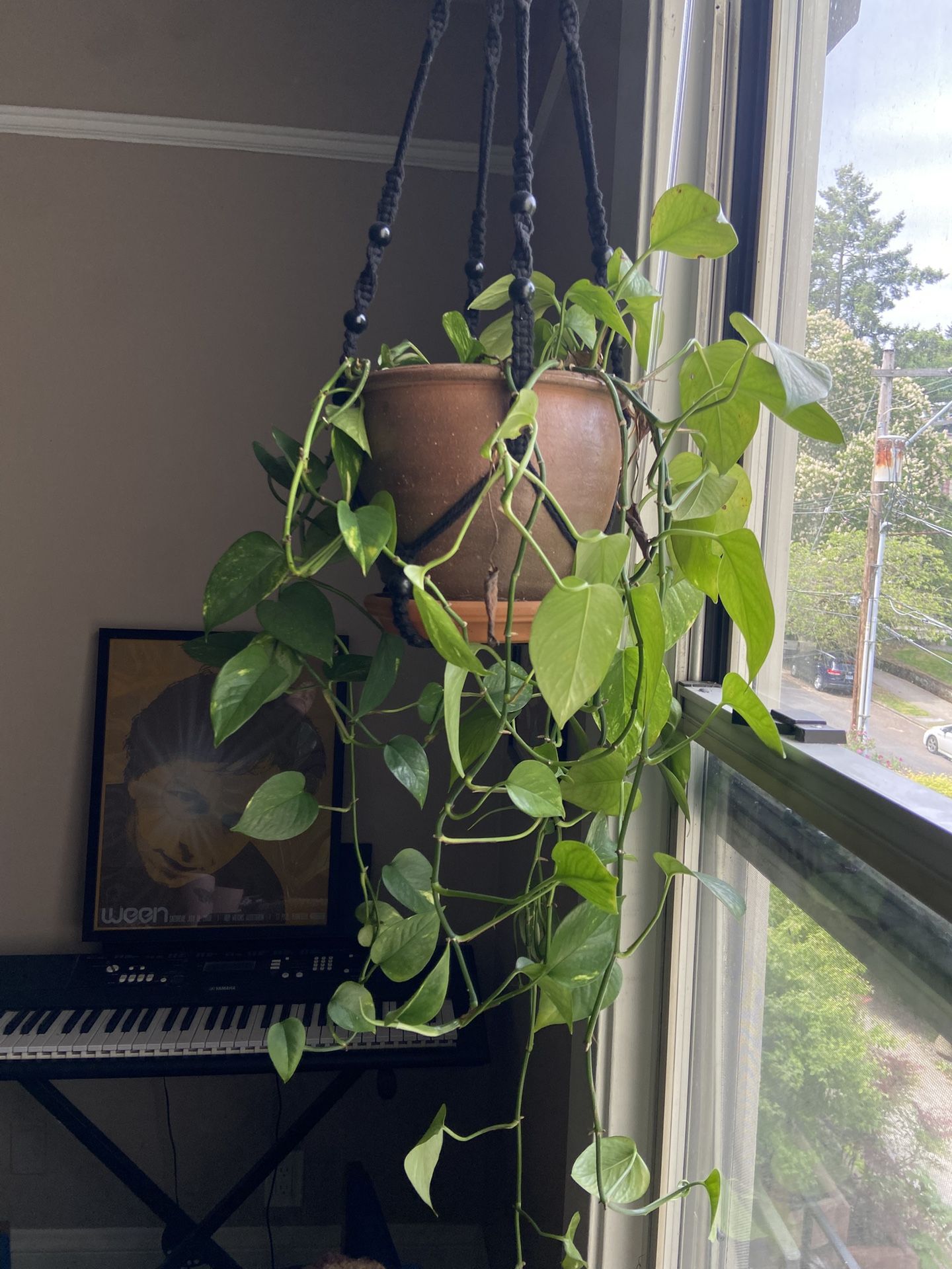 Pothos Hanging Indoor Plant In Rustic Pot