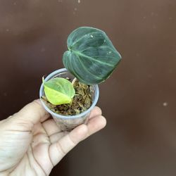 Variegated Micans