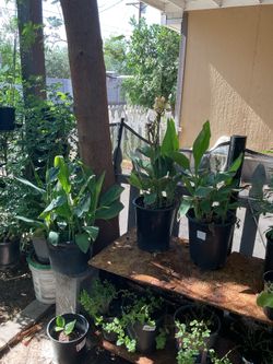 Yellow canna Lily plants