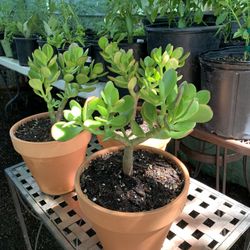 Green Jade Succulent Tree in Terracotta Pot Live Plant